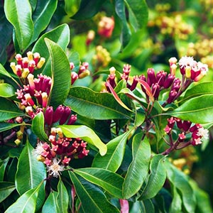 indonesian clove plant
