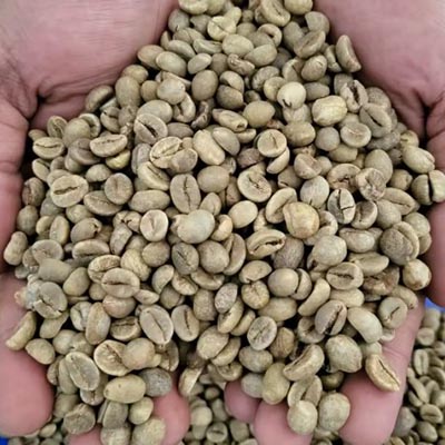 Robusta-coffee-beans-export Robusta coffee beans